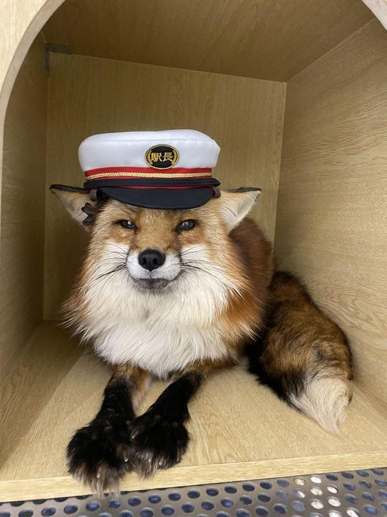 FoxGazerTales's tweet photo. Station master on duty next stop: Cuteness Central 🚉🦊✨ https://t.co/jCQh0NPryT