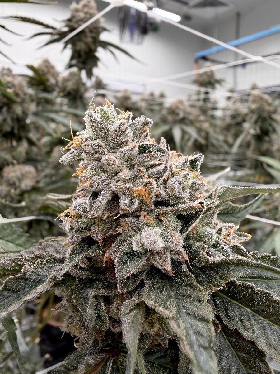 Shauncron tweet media