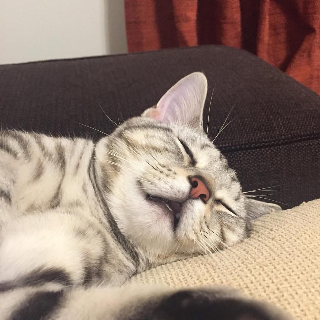 coaca33's tweet photo. 今でもあの時、もっとこうすれば、
飼い主の判断が結果を左右されるから
薬やビタミンあげるのも、毎回大丈夫だろうか？不安ベースだった。今思うと全てがベストで最善だったんだよね。全て決めてきて生まれて我が家にきたんだから。
色々な感情を教えにきてくれたんだね、
君は、凄いぞ   #ペットロス https://t.co/vfgNqVxUcN