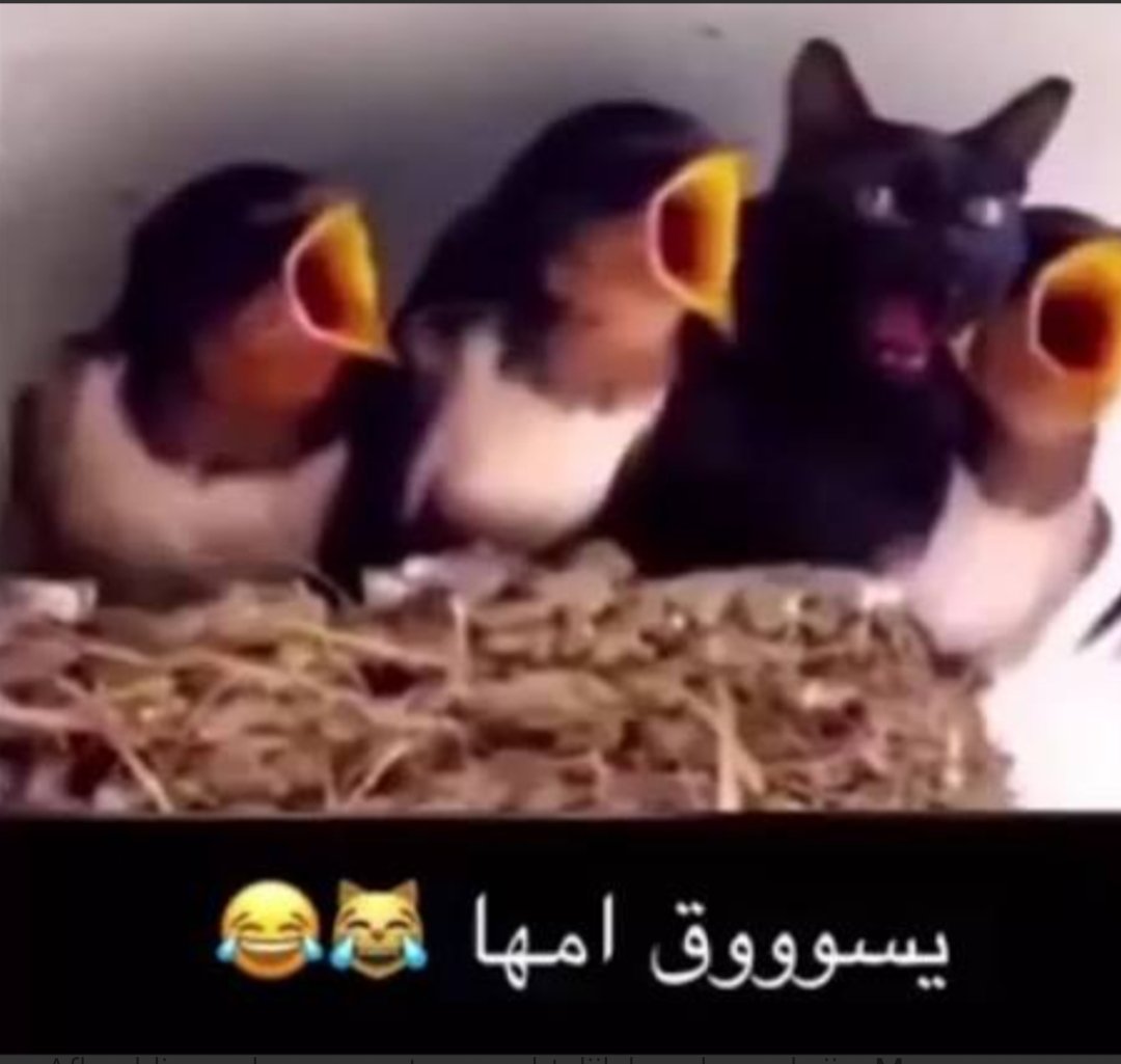 يعني ها كوارديولا مارح يعرفني