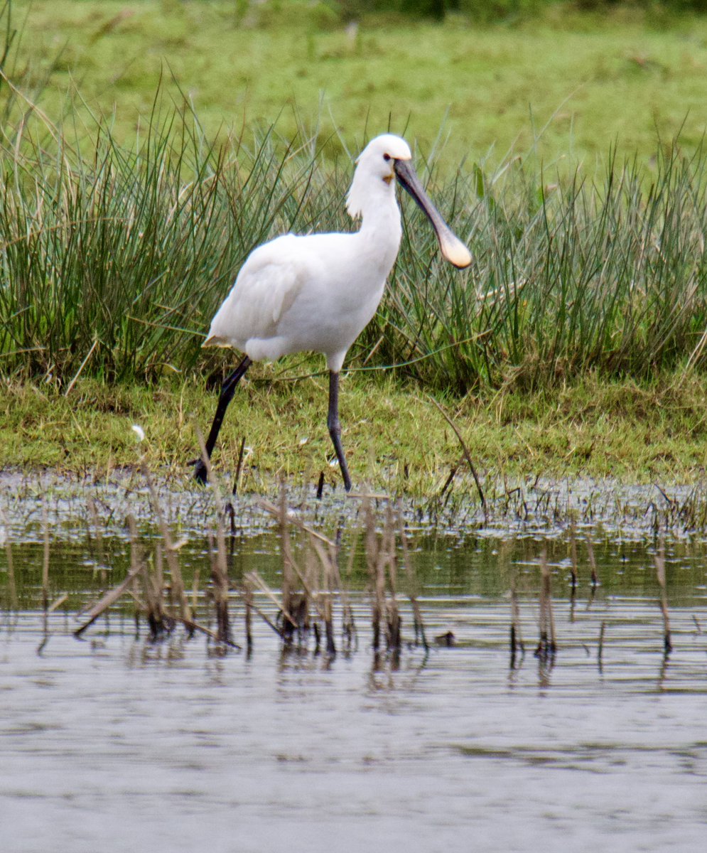 Tim Ridgeway tweet media