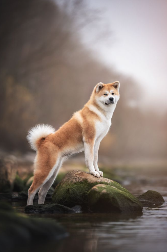 Buon pomeriggio da YOSHI