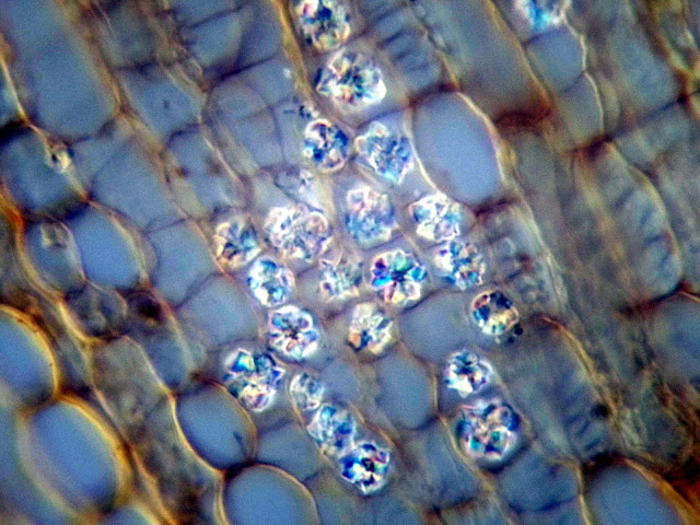 javiermfrico's tweet photo. ¿Quieres observar curiosas células con diferentes formas y colores, vistas al #microscopio? Visita mi #blog #microscopy #ciencia #art #arte #fotografía #photographicart #lagacetadegea
https://t.co/sOhP9zgjgG https://t.co/BzAxfhQTrm