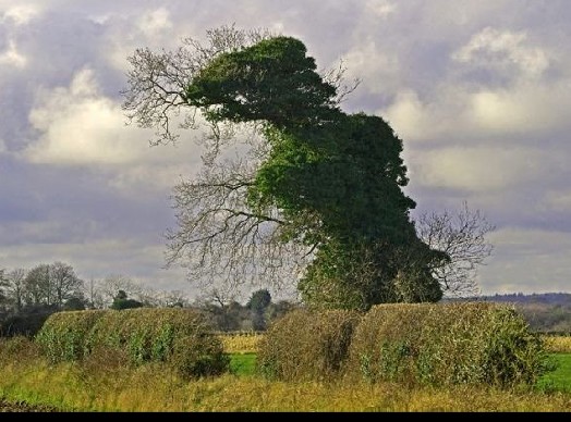 Jim Corbridge tweet media