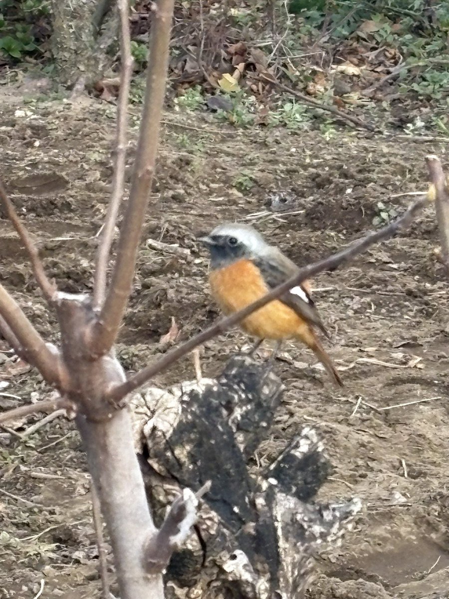 かおりん。 (@kaorin_n_) / Posts / X