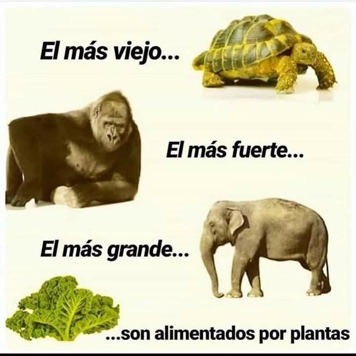 Aunque no tienen el récord si son herbívoros que basan su dieta exclusivamente en plantas.