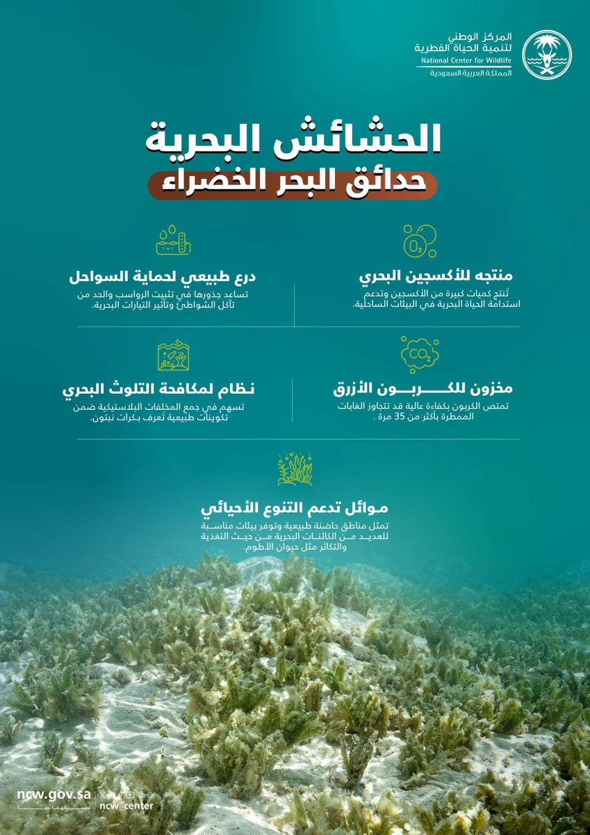 المركز الوطني لتنمية الحياة الفطرية "<a href="/NCW_center/">المركز الوطني لتنمية الحياة الفطرية</a>" :

من #البحر_الأحمر غربًا إلى #الخليج_العربي شرقًا، تتوزع مروج الحشائش البحرية على سواحل #المملكة لتمثل أحد أهم نظمها البيئية وركائز تنوعها الأحيائي، ومؤشرًا حيويًا على صحة الموائل #البحرية.

#المركز_الوطني_لتنمية_الحياة_الفطرية