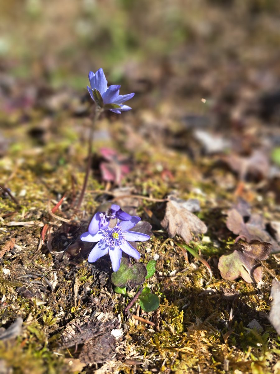 Luu-Ly Do-Quang tweet media