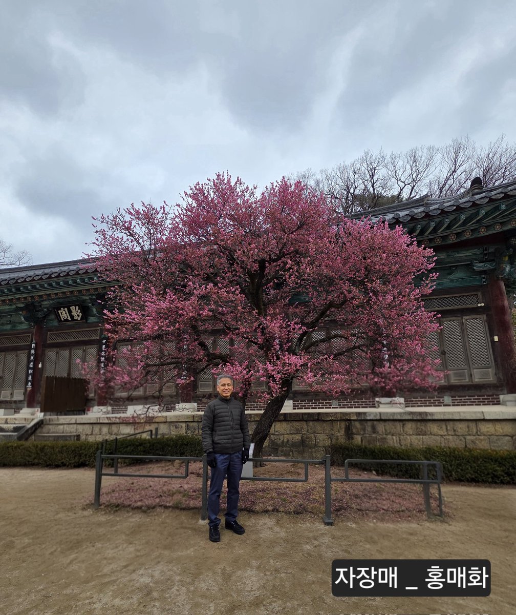 hcsy1209's tweet photo. 뉴스에서 통도사 홍매화 소식을 접하고,
아주 오랫만에 발걸음 해봄.
차가 밀려 근처 공영주차장에 주차후 이십여분 걸어 올라갔는데, 가는 길이 아주 운치있고 멋짐.
내가 본 최대 인파 속에서 인내, 기품, 고결함의 상징인 홍매화, 백매화와 함께 상서로운 징표인 우담바라까지 영접하는 행운까지. https://t.co/lcDhx1bljI