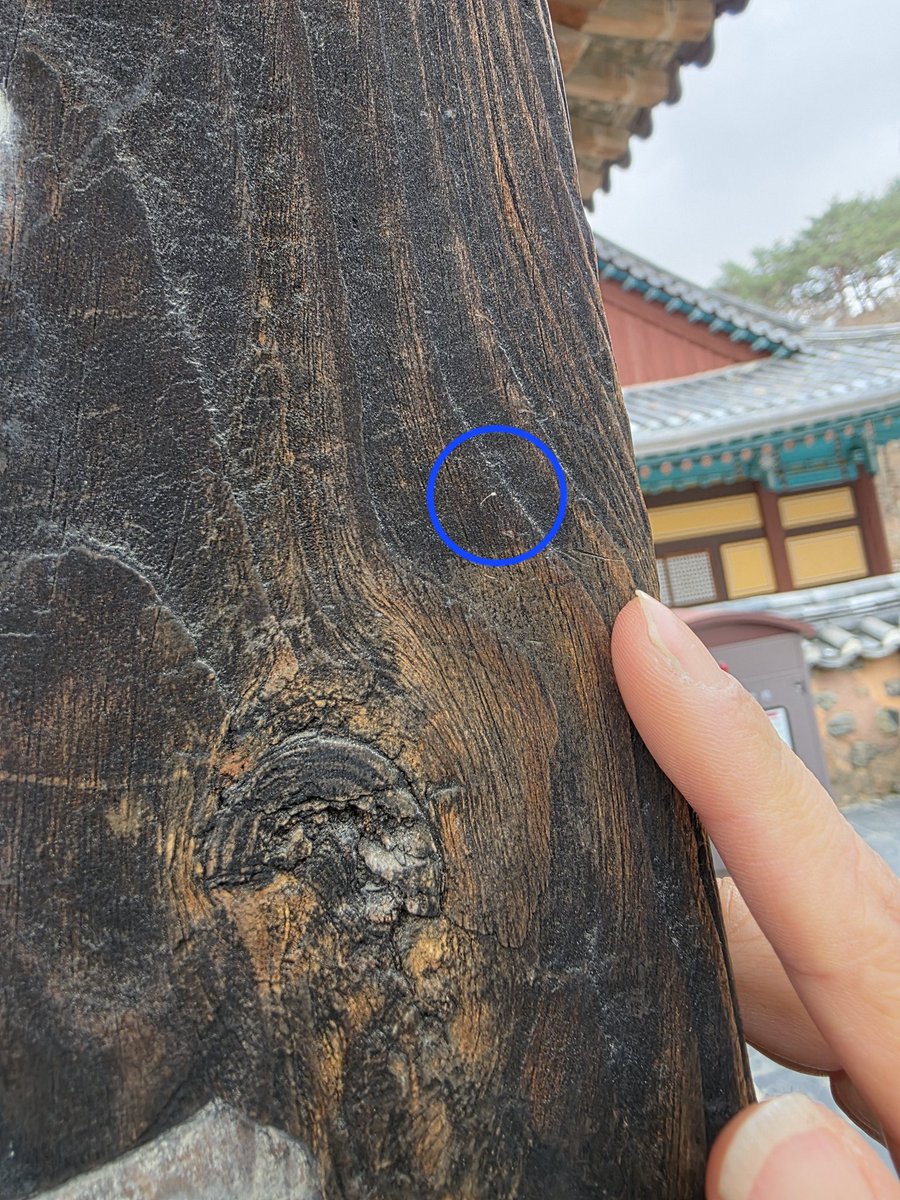 hcsy1209's tweet photo. 뉴스에서 통도사 홍매화 소식을 접하고,
아주 오랫만에 발걸음 해봄.
차가 밀려 근처 공영주차장에 주차후 이십여분 걸어 올라갔는데, 가는 길이 아주 운치있고 멋짐.
내가 본 최대 인파 속에서 인내, 기품, 고결함의 상징인 홍매화, 백매화와 함께 상서로운 징표인 우담바라까지 영접하는 행운까지. https://t.co/lcDhx1bljI