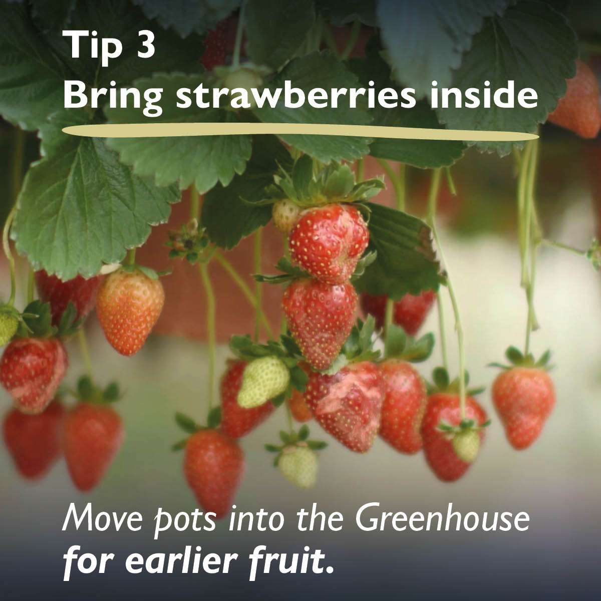 Matt Biggs shares with us some simple tips to keep you growing this Spring.

Discover more gardening hints and tips from Matt Biggs and our award-winning garden writers: hartley-botanic.com/magazine/looki…
Or request a brochure – HartleyBotanic.short.gy/brochure-x

#hartleybotanic #RHS