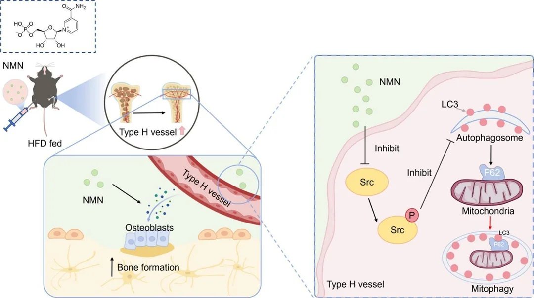 DoNotAge.org tweet media