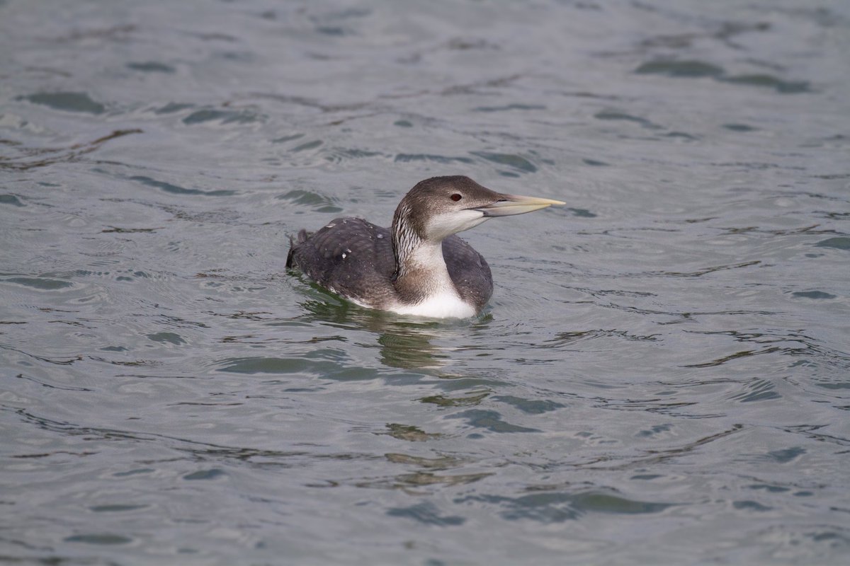 Stefan McElwee tweet media