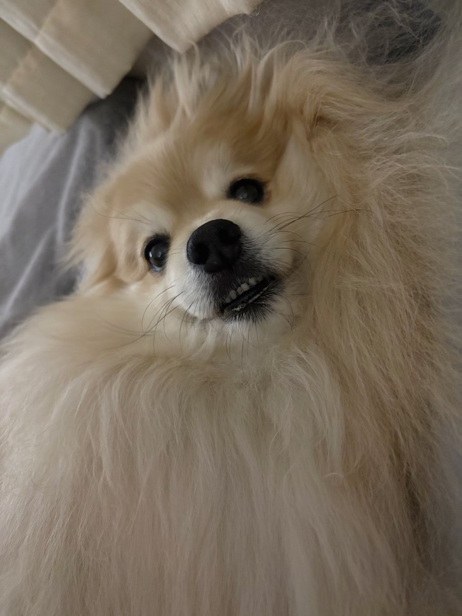 妖(よう) (@snow_white_999) / Posts / X