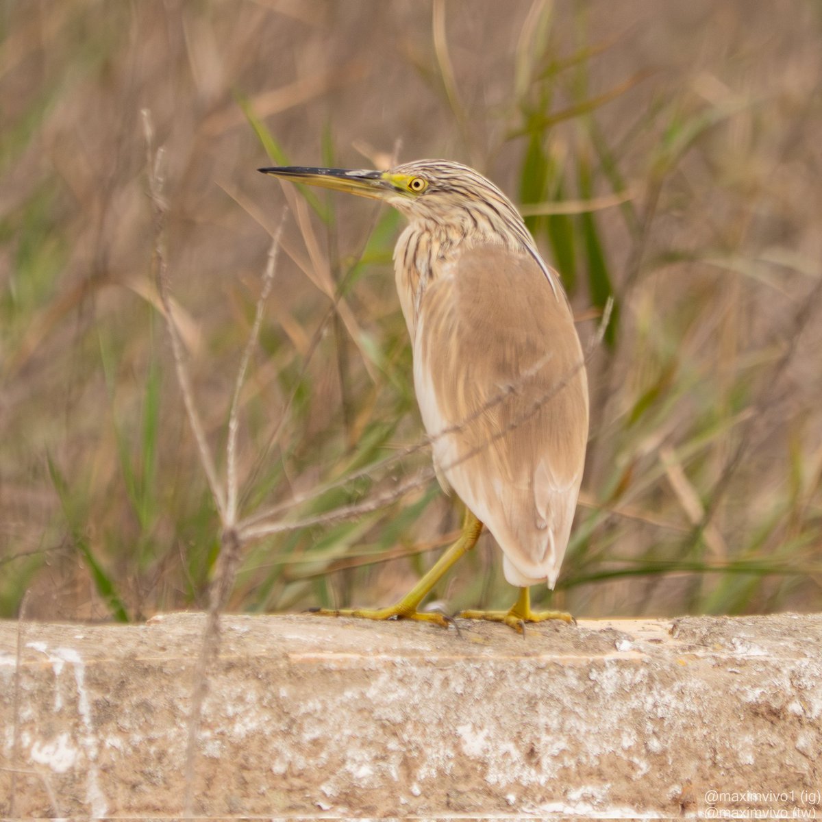 MaximVivo's tweet photo. Hui he vist un oroval i no sé si serà un dels que passa l'hivern per ací o que ja ve a passar l'estiu amb nosaltres.
#oroval #martinetroscomu #garcillacangrejera #Ardeolaralloides #birdwatching #BirdPhotogaphy #albuferadevalencia https://t.co/t6nJR4TBro