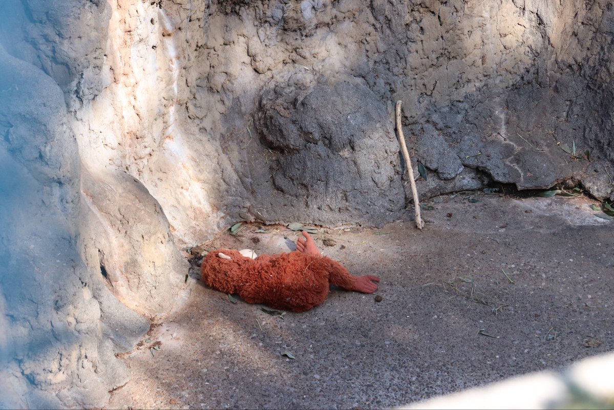 Tibbyalisa's tweet image. パンチくん、オランママはほぼ卒業だね🥺❤️‍🔥
#がんばれパンチ 
#パンチ
#punchmonkey 
#BabyPunch 
#japan 
#市川市動植物園