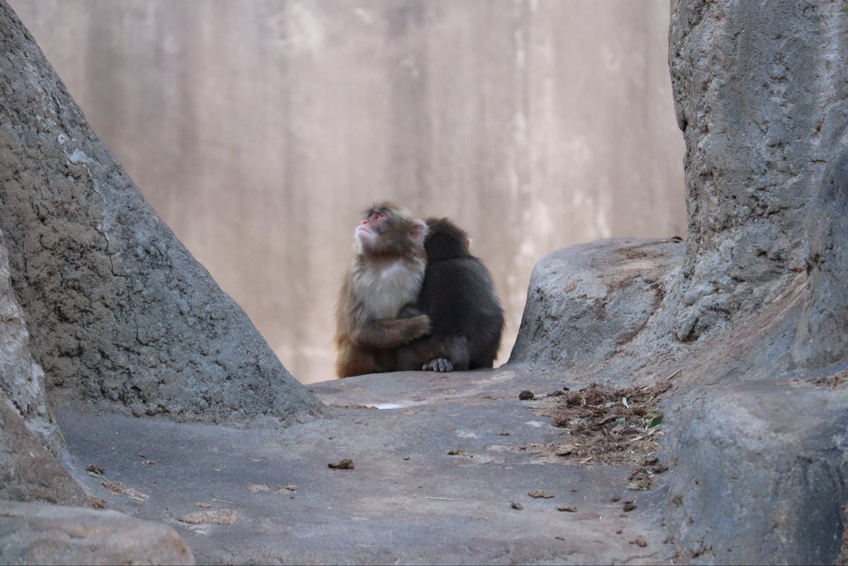 Tibbyalisa's tweet image. パンチくん、オランママはほぼ卒業だね🥺❤️‍🔥
#がんばれパンチ 
#パンチ
#punchmonkey 
#BabyPunch 
#japan 
#市川市動植物園
