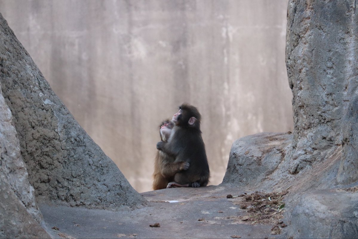 Tibbyalisa's tweet image. パンチくん、オランママはほぼ卒業だね🥺❤️‍🔥
#がんばれパンチ 
#パンチ
#punchmonkey 
#BabyPunch 
#japan 
#市川市動植物園