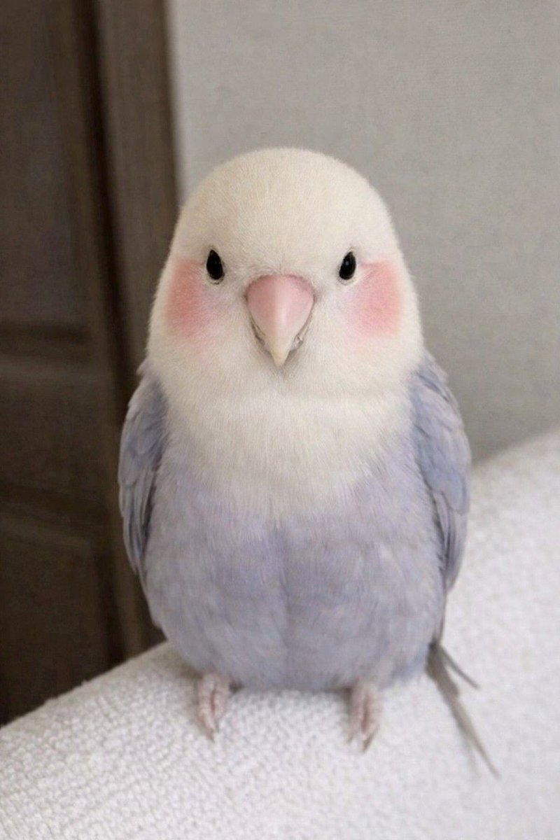 이앵무새를 다시 안꺼낼 수가 없다
볼 핑쿠해가지고 아오