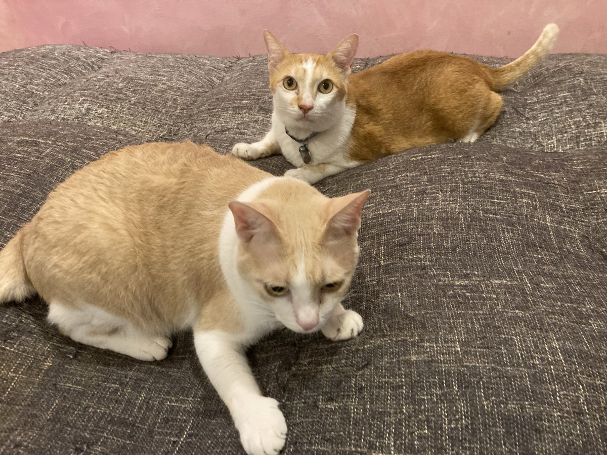 Um… why did playtime stop? 🤨🙁🫣