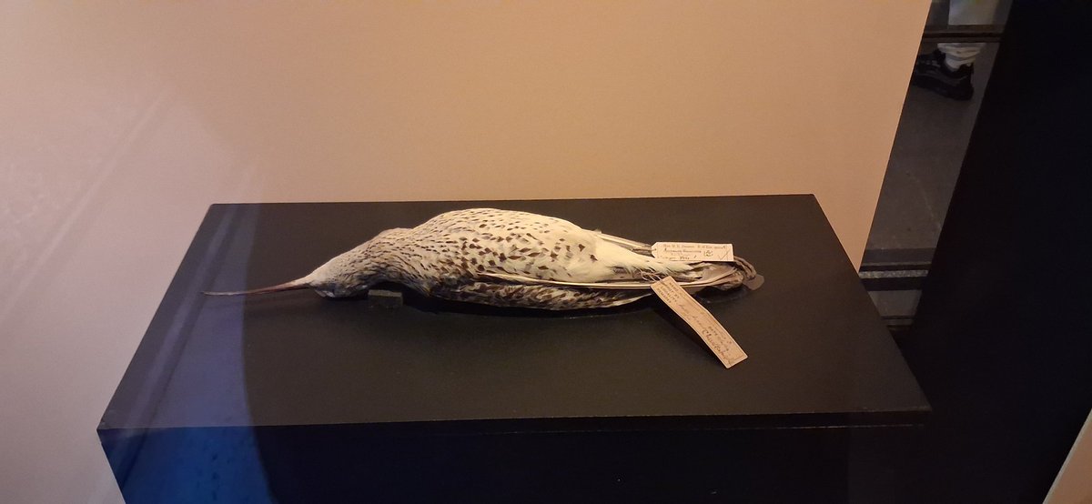 LeeWiseman2's tweet photo. Manchester Musuem. Unfortunately the closest I'll ever get to seeing a Slender-billed Curlew. https://t.co/mlS2g8dFPB