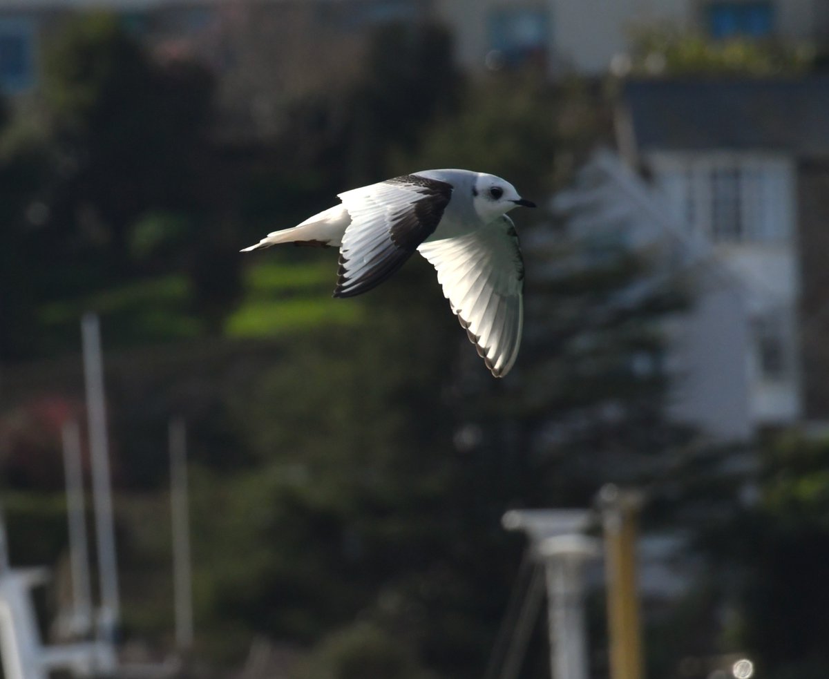 Kev heath tweet media