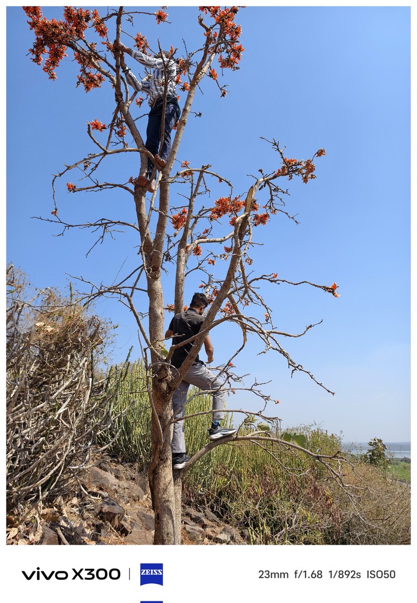 🏔️ શાશ્વત ગિરિરાજ શેત્રુંજય પાલીતાણા 

ફાગણની પવનમાં રંગોની સુગંધ… ડુંગર પર ખીલ્યો કેસૂડો 🌺