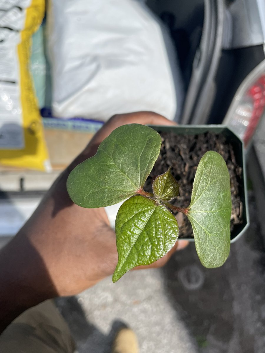 first true leaves on the cotton ☁️