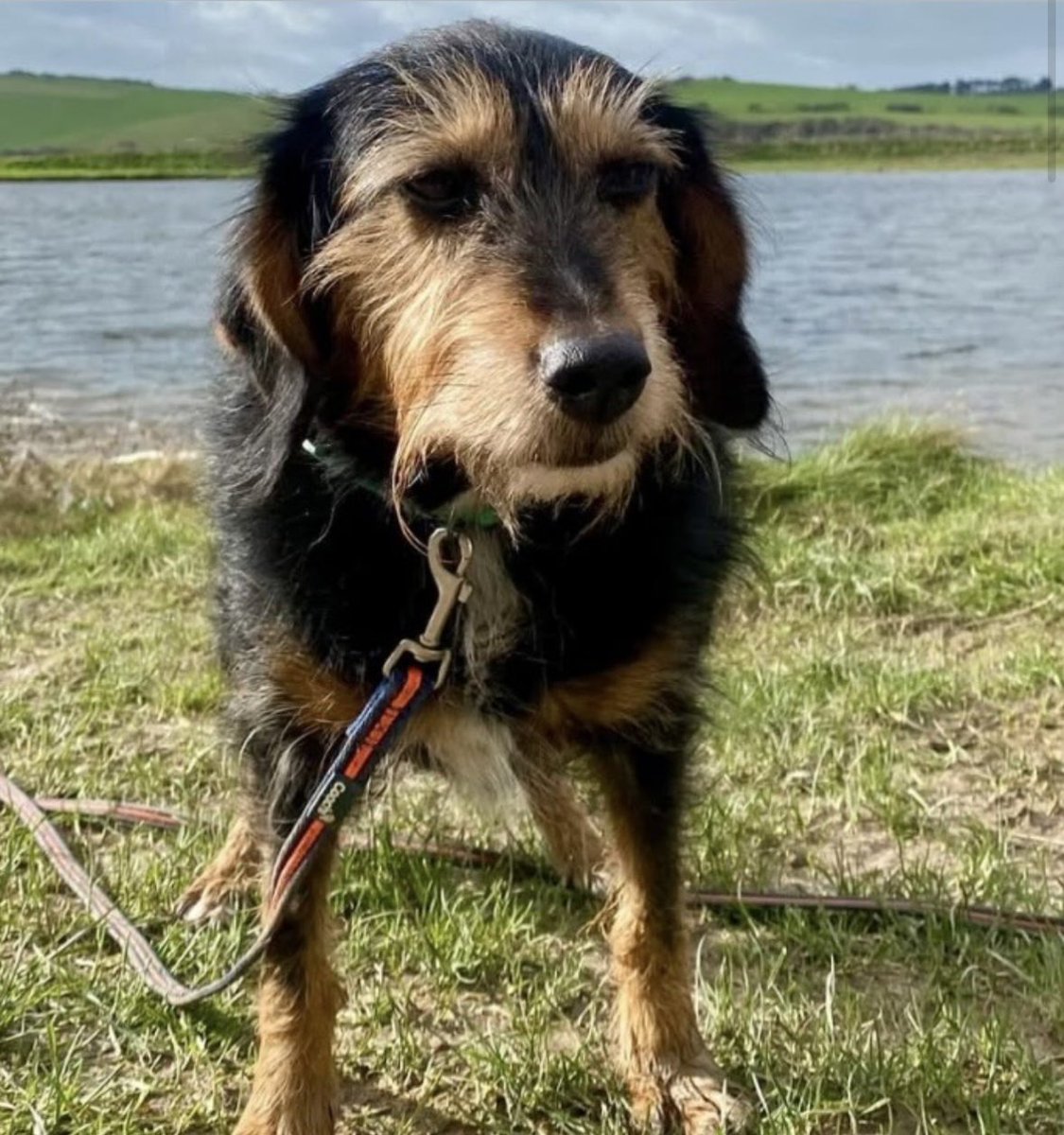 rosiedoc666's tweet photo. #StolenDogHour
THALIA a rescue who is not allowed off lead due to following scent. She weighs around 14kilos
❌Pls do not chase if seen TY❌
Missing from North Street #Lewes EAST SUSSEX #BN7 1/3/26
Black&Tan female adult CHIPPED
https://t.co/nFMbmNaATH
@LewesCons @LewesHour https://t.co/JcFfeRT9xn