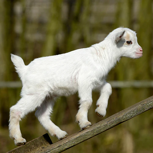 ShepherdMagus's tweet photo. #SheepSunday - One way to tell the difference between a sheep and a goat is to look at their tails. Sheep tails hang low, while goats are pointed upwards or can be a bit more raised.. https://t.co/E5Ow5dTkWw