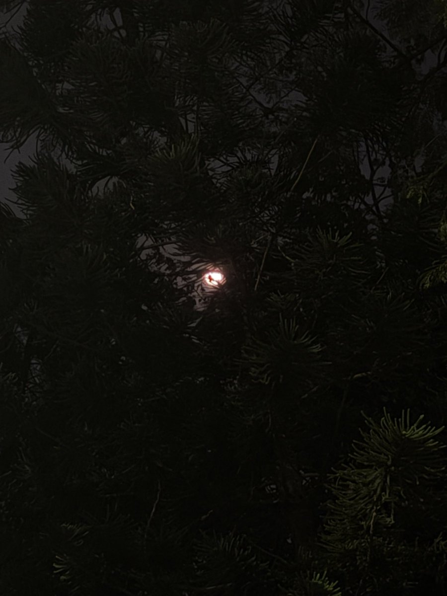 Monoreena Acharjee Majumdar tweet media