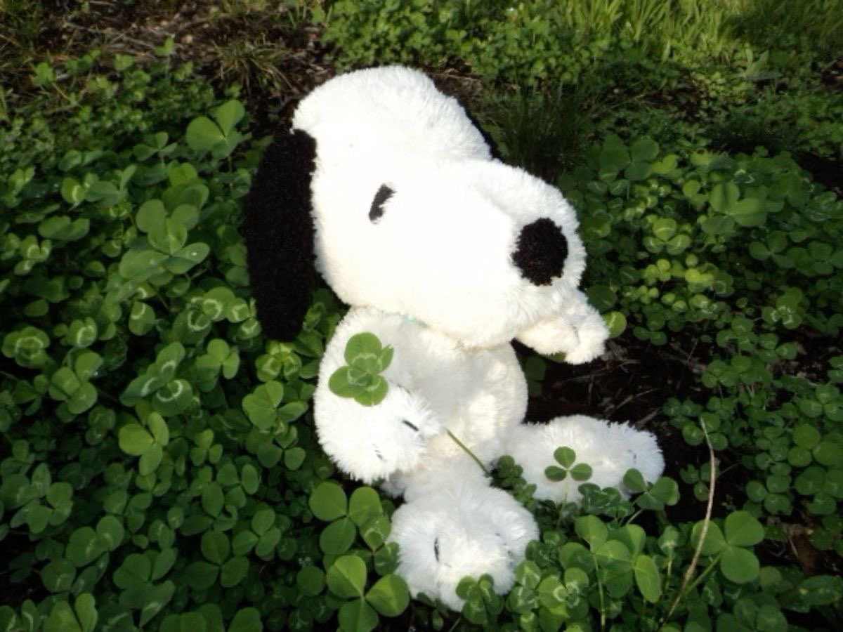 snoopy lover tweet media