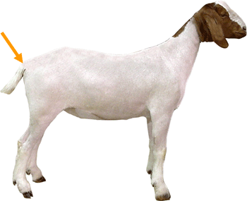 ShepherdMagus's tweet photo. #SheepSunday - One way to tell the difference between a sheep and a goat is to look at their tails. Sheep tails hang low, while goats are pointed upwards or can be a bit more raised.. https://t.co/E5Ow5dTkWw