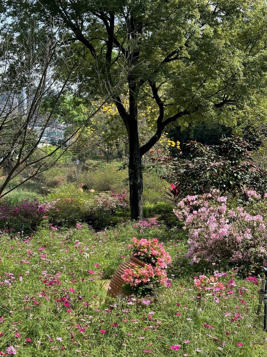 tatbtkele's tweet image. This place always has beautiful flowers. #Outdoors #FlowerViewing #FlowersInThePark