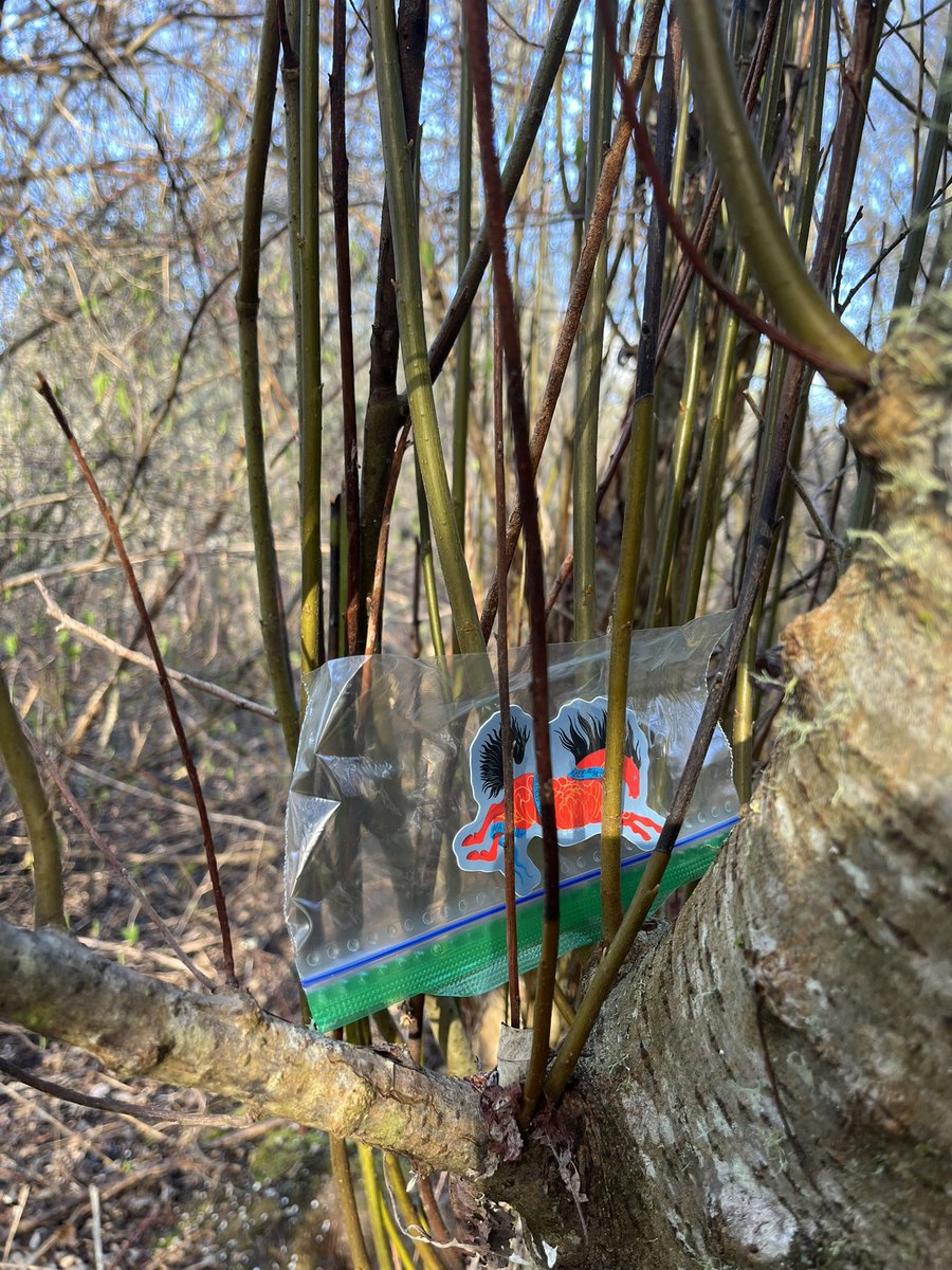 Mama Chaos tweet media