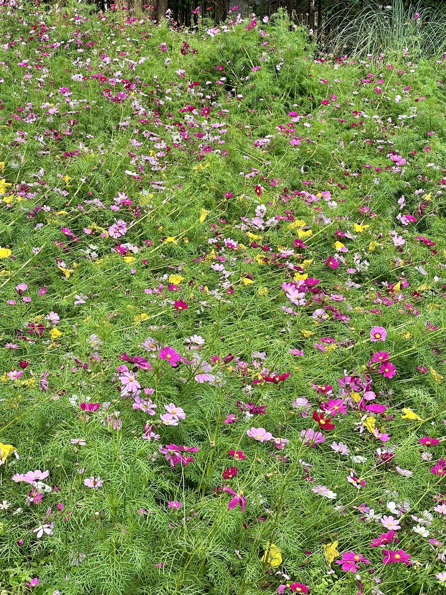 tatbtkele's tweet image. This place always has beautiful flowers. #Outdoors #FlowerViewing #FlowersInThePark