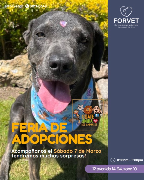 Guate Unida por los Animales tweet media