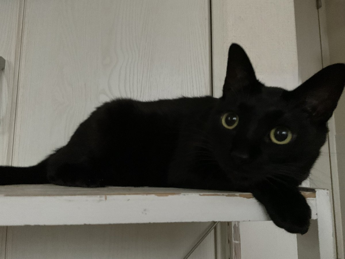 黒猫一家🐭 (@arca20220921) / Posts / X