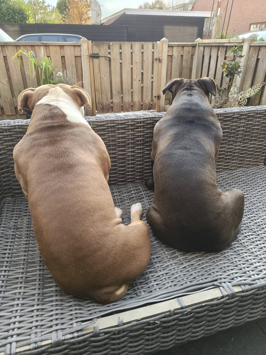 Snowshear tweet media