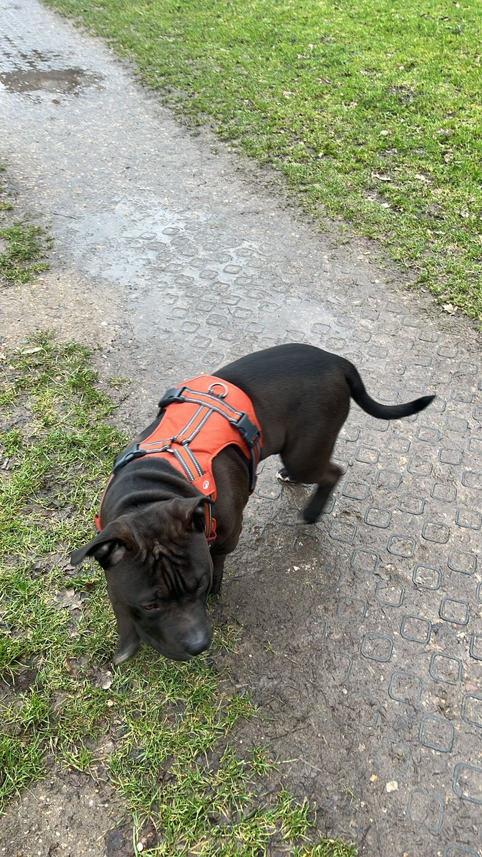 Snowshear tweet media