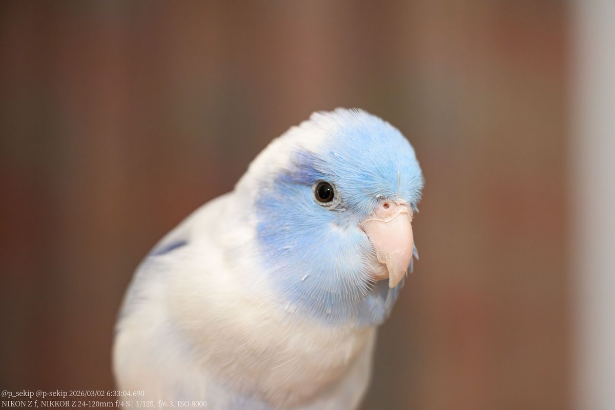 (•ө•)おはよ☁️☁️
#マメルリハ #インコ #pacificparrotlet #parrotlet