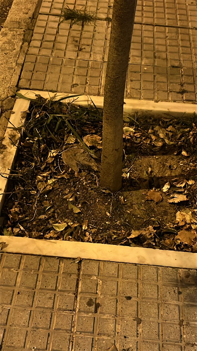 JoseModales's tweet photo. 9 día @sanidadgob en Cadi y no @ValorizaSM @LimpiamosCadiz @brunog_cadiz haçen ná y @diariocadiz @LaVozdeCadiz @CadizDirecto todos callaitos https://t.co/EVLWr6RrDg