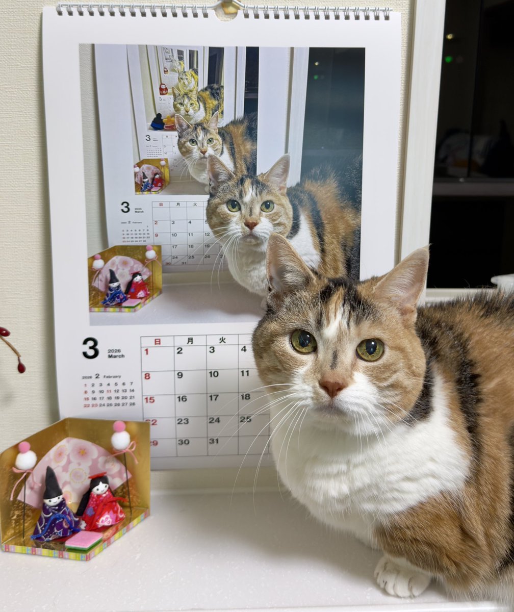 今年もはなが来てくれて(^^)
来年のカレンダー写真が撮れました😊
#猫 #フォトカレンダー #Fujifilm #富士フイルム