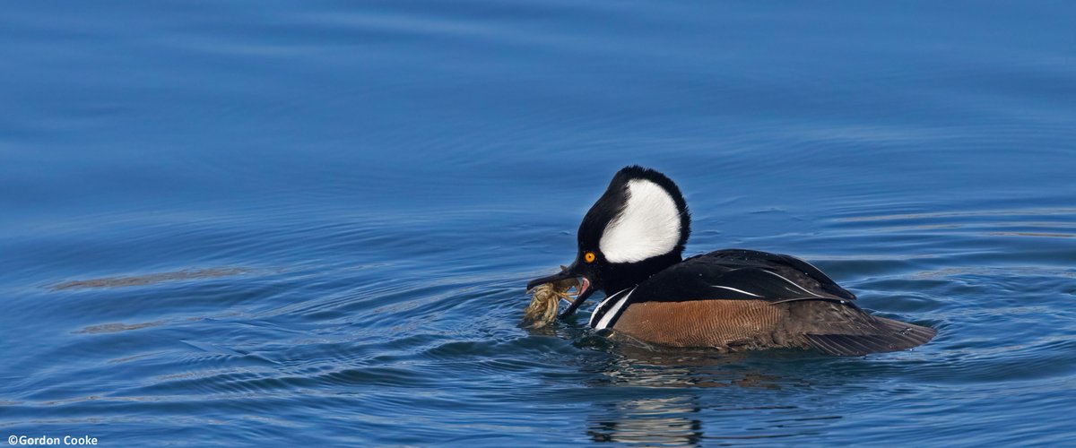 GordonCooke9's tweet photo. Sometimes, you have to fight for your food. Sometimes, your food fights back. Just ask this male hooded merganser. Pictures taken March 1 2026, Calgary. #Calgary #Alberta #birds #wildlife #wildlifephotography https://t.co/rsgGQ5JAQU