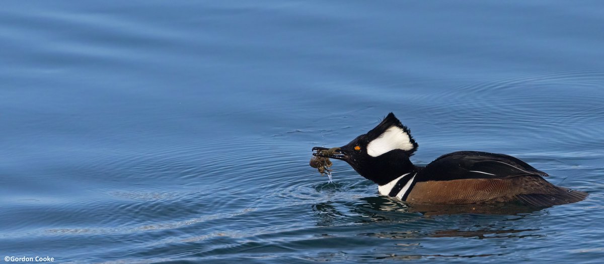 GordonCooke9's tweet photo. Sometimes, you have to fight for your food. Sometimes, your food fights back. Just ask this male hooded merganser. Pictures taken March 1 2026, Calgary. #Calgary #Alberta #birds #wildlife #wildlifephotography https://t.co/rsgGQ5JAQU