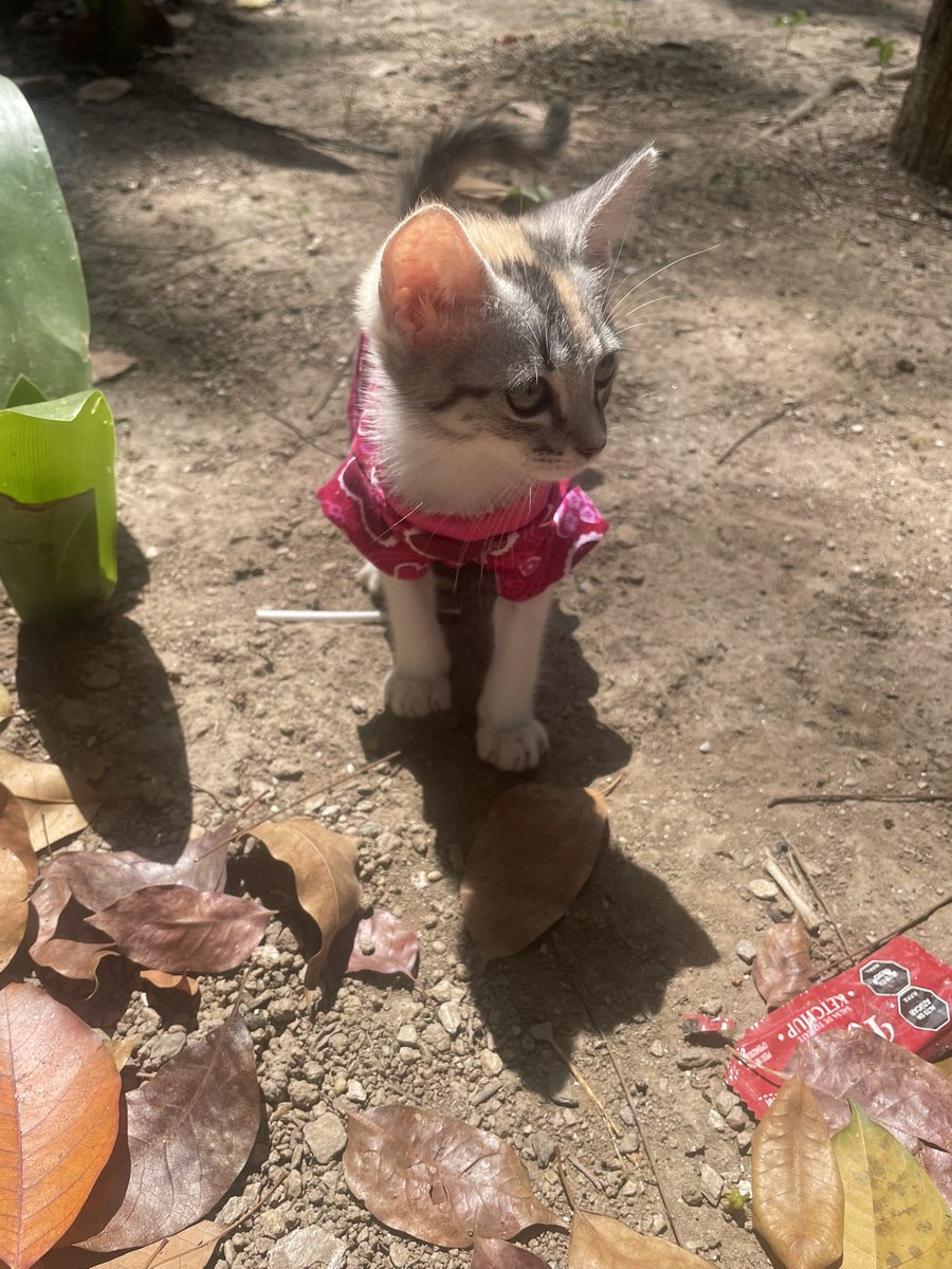 Una señora en el Parque Los Caobos se encontró a esta gatita y no la puede tener, así que busca quien la adopte