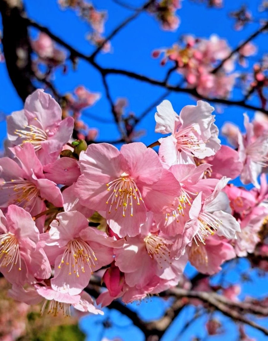 🍒✨のん✨🍒のんちゃん❤︎ポスト📮見てね🍀 (@auUuF4SrC9SuGMY