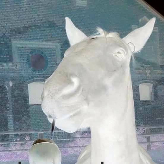 plant(ae)🌱 tweet media