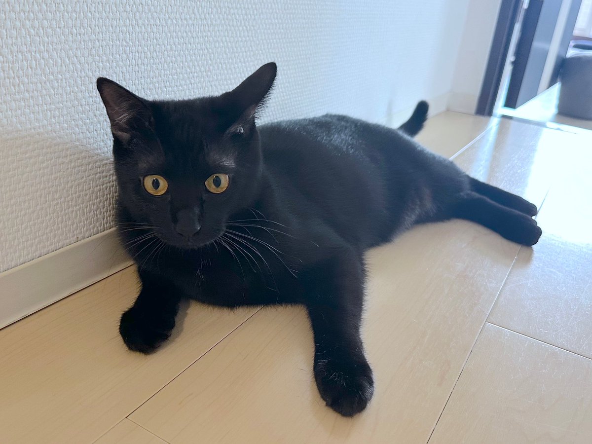 梅子の部屋【黒猫兄妹】 (@umeko9625yamato) / Posts / X