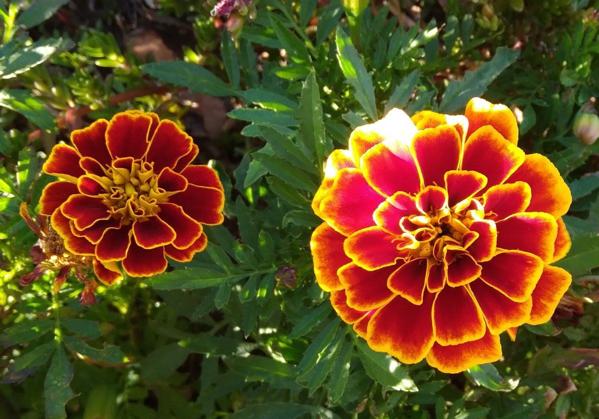 Lopezlaila1's tweet photo. #Tagetes #Clavel chino #Clavel turco https://t.co/UHVSuf0bx4